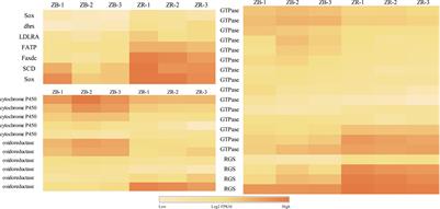 Integrative Transcriptomics and Metabolomics Analysis of Body Color Formation in the Leopard Coral Grouper (Plectropomus leopardus)